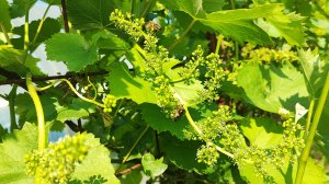 Опыление винограда 🍇 🤗