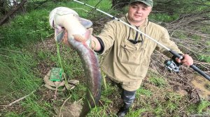 Поймали сомов на Амуре!