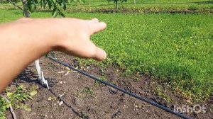 Формировка ореха с минимальной обрезкой.