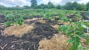 Сажаем помидоры правильно, без химии! Лучший способ посадки томатов