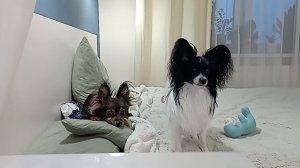 что делают собаки на кровати пока их снимают