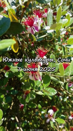 Парк Южные культуры, Сириус, Сочи. 7 июня 2025