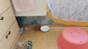 О больном голубе и моём покойном СЫНЕ.