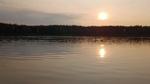 Ласково/ужин на пеньке/гуляю