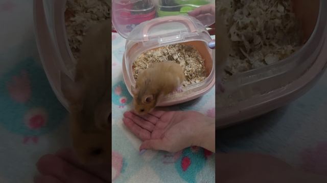 Хомячки литера Б на продажу