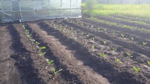 8.6.25г.  Высадила  всю Позднюю КАПУСТУ разных СОРТОВ!!!   Троица!!!  Мои ПОЗДРАВЛЕНИЯ!!!