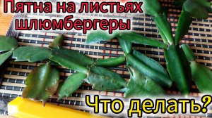Пятна на листьях шлюмбергеры