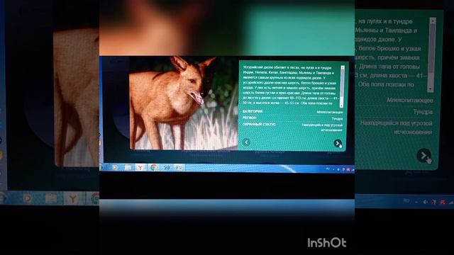 делаем обзор на животных игры планета зоо. Тундра смотреть онлайн
