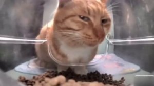 кот смотрит в камеру(мем)