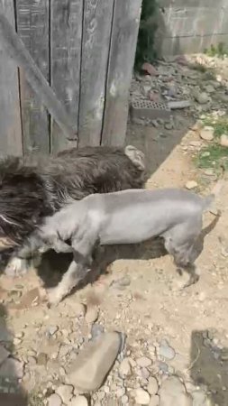 1000077133.mp4