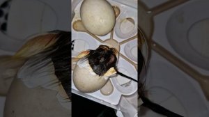 как мы высиживали утят.mp4