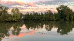 Звук пролетающей стаи гусей, перелетных птиц