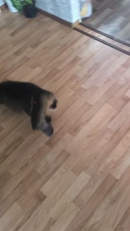 шерстяной движ