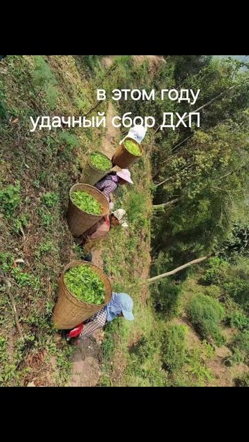 гарантия качества Да Хун Пао в Клубе Аватара
