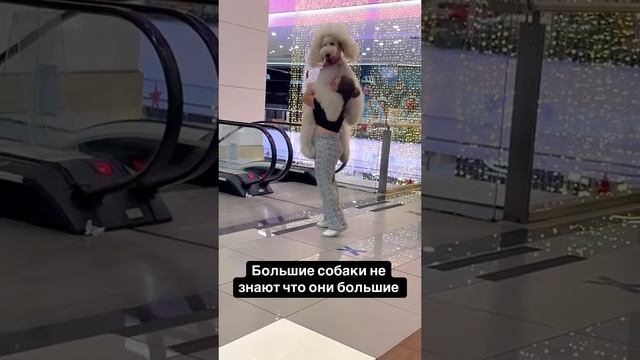 Большие собаки не знают, что они большие