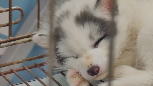 Спящий лисёнок 2