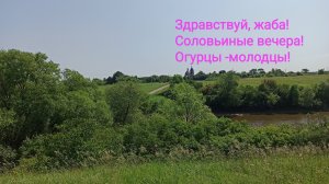 Летние соловьиные трели, прыгающая жаба, чистоплотная кошка, любящая огурцы.