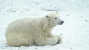 Удивительные сцены величественных животных