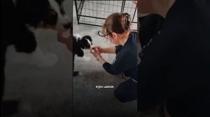 С чего правильно начать обучение щенка?🐶Правда в том что обычно проблем в поведении у 2-5 месячных