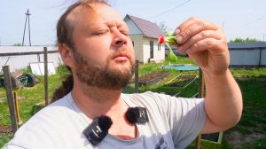 Уже ем свою сибирскую редиску ПОМИДОРЫ ПОСЛЕ ЗАМОРОЗКОВ ОЖИВАЮТ работа в саду огороде полю картошку