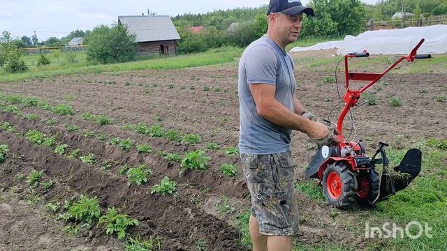 Окучивание картофеля мотоблоком Агат. Сезон 2025.