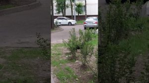 кошечка