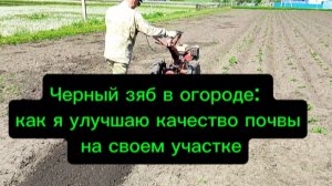 Черный зяб в огороде. Как  улучшить почву на своём огороде.