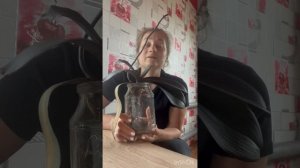 video-output-C439D8B3-1C4E-4E82-8658-0069070EF3D0-1