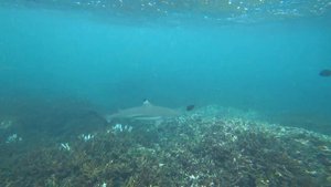 Нападение Акул ШриЛанка Sharks attack Sri Lanka