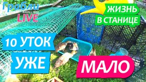 927 серия 07.06.25 Решили купить ещё уток, но облом. Жизнь в своем доме на Юге станица Динская