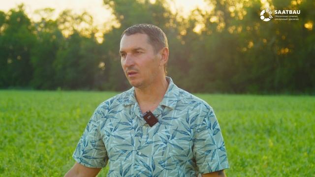Видеообзор поля c горохом ЛУМП компании SAATBAU. смотреть онлайн