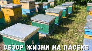 Обзор жизни на пасеке: работа пчёл и пчеловодство!