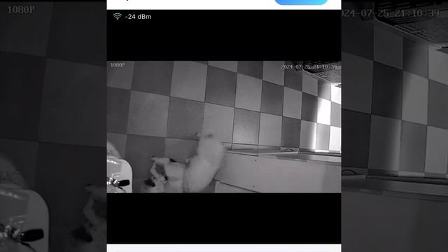 Скрытая камера 🎥 снимет как Hennesii охраняет свою девуш? смотреть онлайн