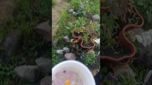 видео с лизочком❤️ #духи