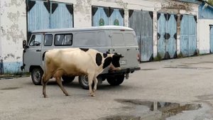 Кто пасется на лугу?