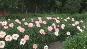 Пион Abalone Pink