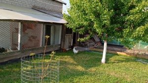 Будни. Кошу траву🌿. Выкидываю яйца вёдрами. Утя - бестолковая мамаша 🦆. Ремонт оказался  сложнее.
