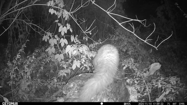 Куница нашла вкусняшку! Чей это хвост, как думаете? (По? смотреть онлайн