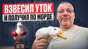Сколько весит утка ЧЕРРИ-ВЕЛЛИ в 1 месяц 😲🐥 ВЕС, КОРМ и СОДЕРЖАНИЕ УТОК #МоеПодворье