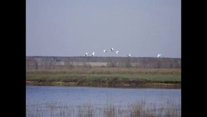 Крушение Легенды Лебеди и верность. Виталий Молчанов.