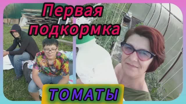 Первая подкормка томатов. 👍