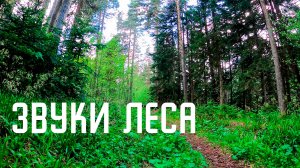 Звуки горного леса / Пение птиц в горном лесу / Северный Кавказ