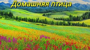 Домашняя птица