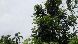 Василиса кормит бегемота. Хайнань. 13.05.2025