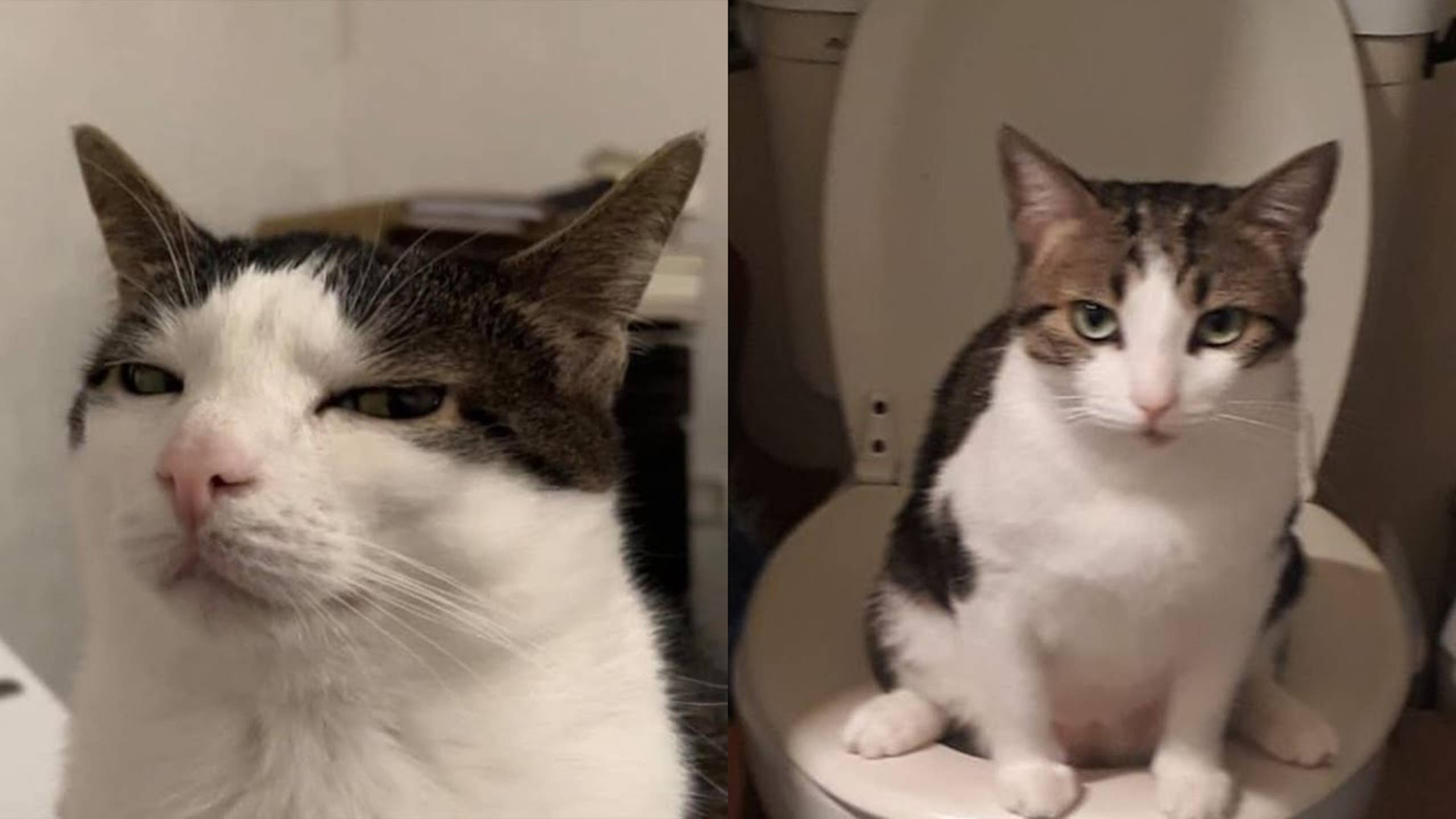 СМЕШНЫЕ КОТЫ 2025 ЛУЧШИЕ ПРИКОЛЫ С КОТАМИ, КОШКИ, КОТИКИ, СОБАЧКИ, СМЕШНОЕ ВИДЕО