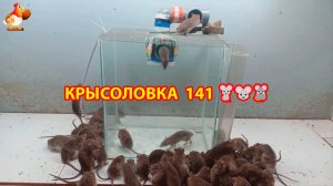 Крысоловка вариант (141) 🐀 Как сделать крысоловку своими руками и поймать кучу крыс 🐀🐁🐀