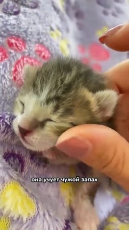 Вот почему кошка отказывается от котят.
