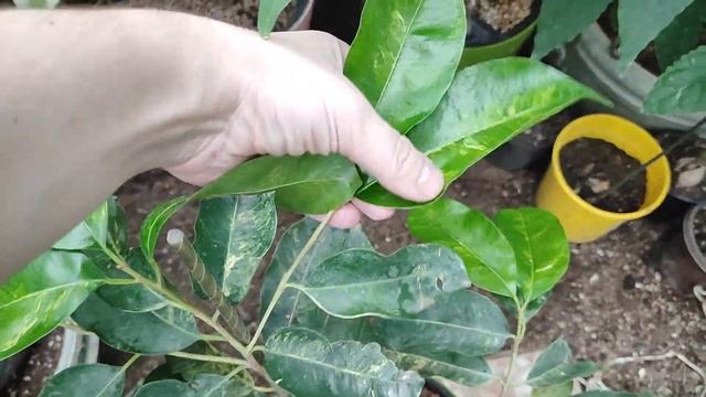 Мумисопс на автополиве смотреть онлайн