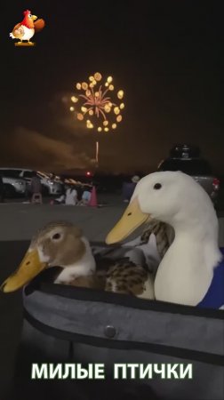 Утки домашние питомцы барыни сударыни  🦆🤗😂 (6)