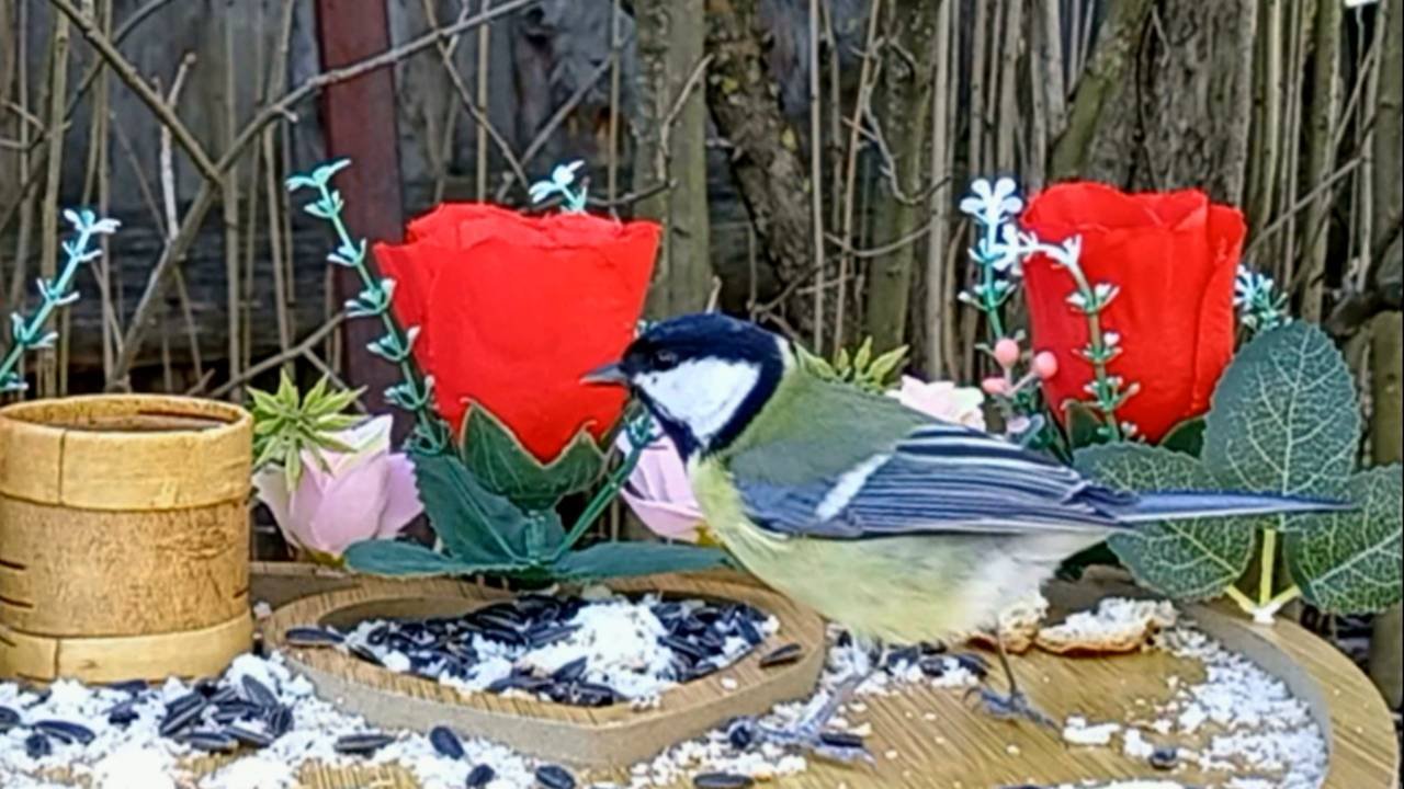 Наблюдение за птицами на кормушке (09.03.2025 года)